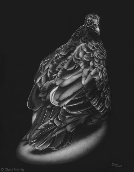 Odd Beauty