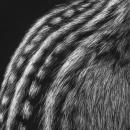 Thirteen-Lined Ground Squirrel