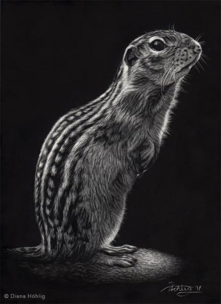 Thirteen-Lined Ground Squirrel