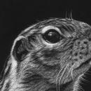 Thirteen-Lined Ground Squirrel
