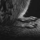 Thirteen-Lined Ground Squirrel