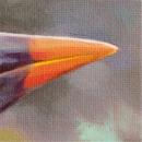 Montezuma Oropendola