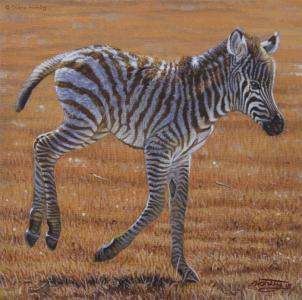 Zebra Fohlen II