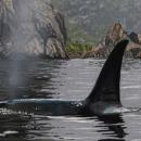 Orca Cove