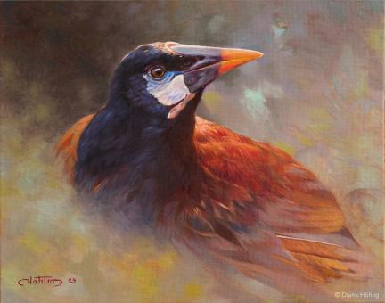 Montezuma Oropendola