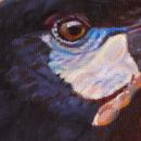 Montezuma Oropendola